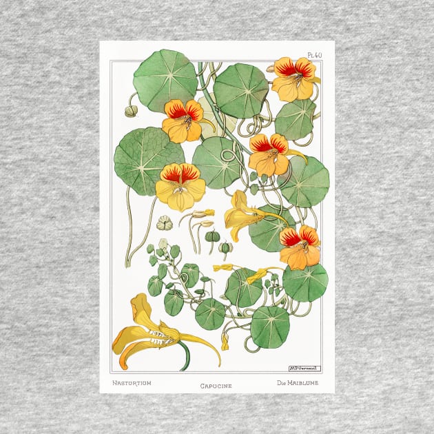 Nasturtium (1896) by WAITE-SMITH VINTAGE ART